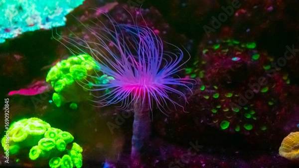 Fototapeta Colorful coral and a delicate sea creature thrive in a well-maintained aquarium illuminated by soft lighting, showcasing rich biodiversity and marine beauty.
