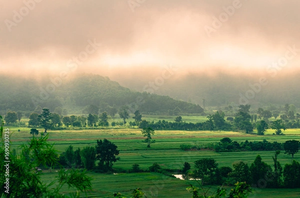 Fototapeta Beautiful view of morning light hitting fog, mountains, trees and green rice fields in the countryside in Chiang Rai. Northern Thailand.