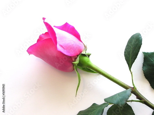 Obraz pink rose on white