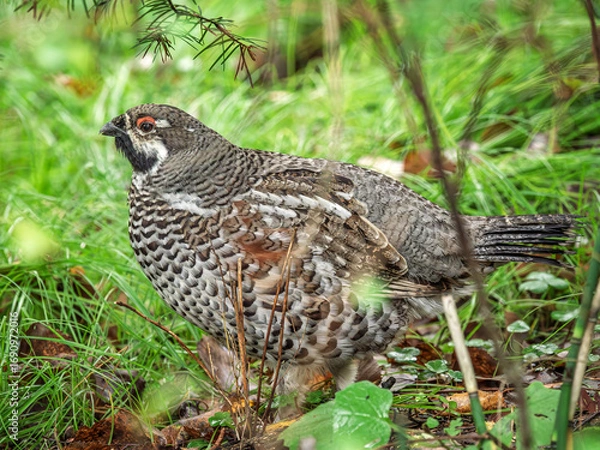 Fototapeta Hazel grouse walks through the autumn forest