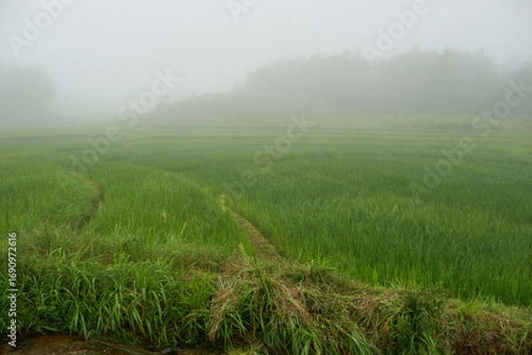 Fototapeta Rice fields in mist in Meghalaya