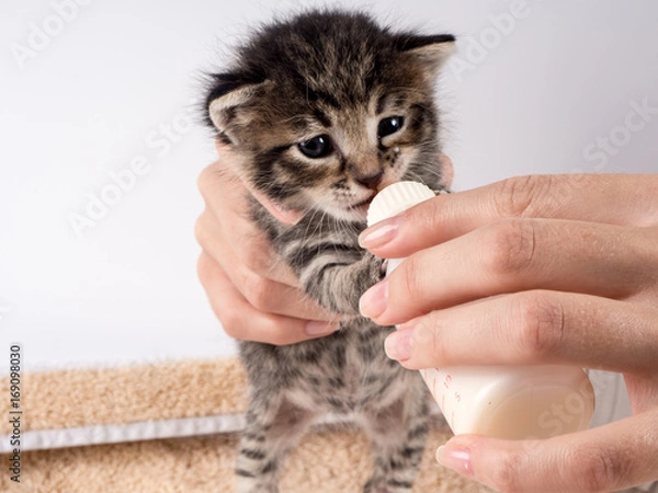 Obraz Little baby kitten suck pacifier in vet cabbinet