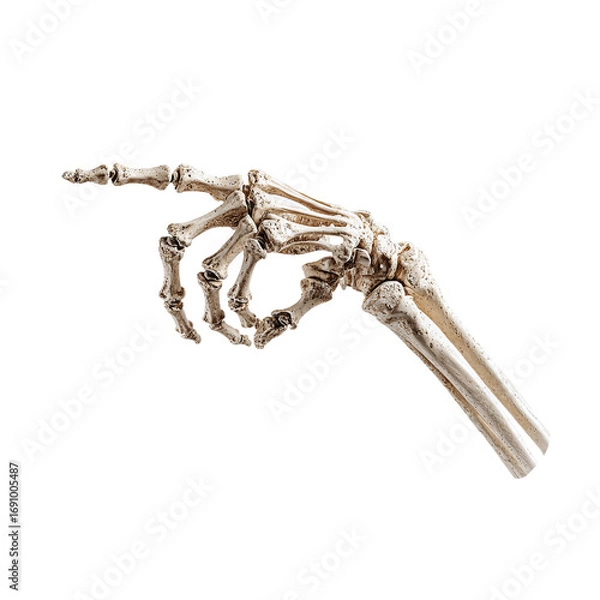 Obraz Human hand skeleton pointing isolated on white background