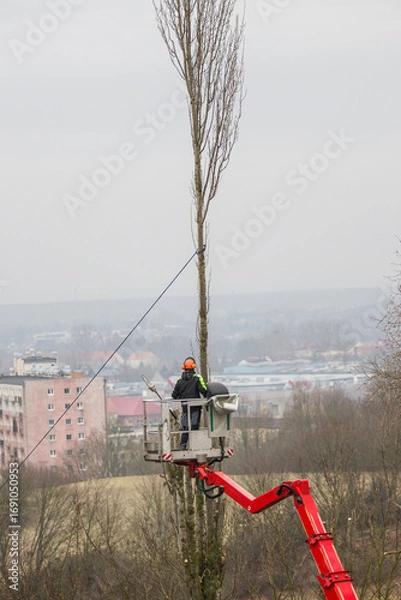 Obraz Pruning tree branches on a hoist with a petrol chainsaw.
