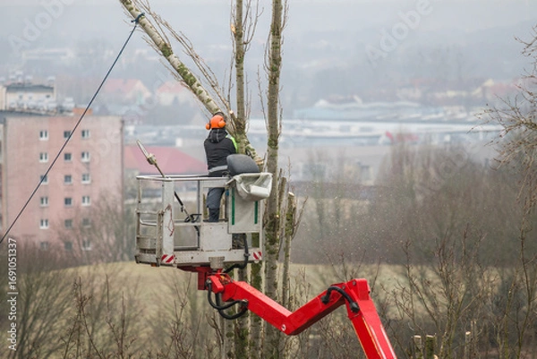 Obraz Pruning tree branches on a hoist with a petrol chainsaw.