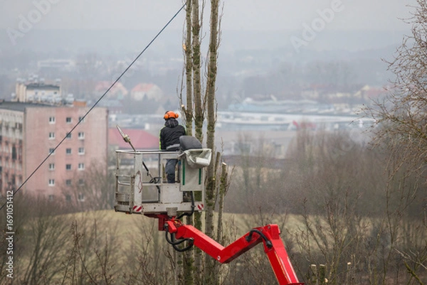 Obraz Pruning tree branches on a hoist with a petrol chainsaw.