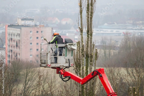 Obraz Pruning tree branches on a hoist with a petrol chainsaw.