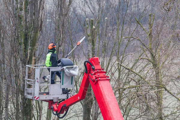 Obraz Pruning tree branches on a hoist with a petrol chainsaw.