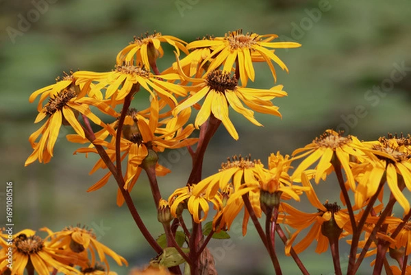 Obraz Ligularia dentata