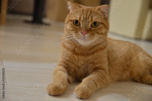 Fototapeta 猫　茶虎　スコティッシュフォールド