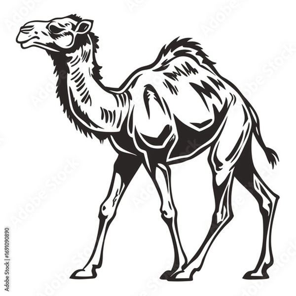 Obraz Stylized black and white illustration of a dromedary camel