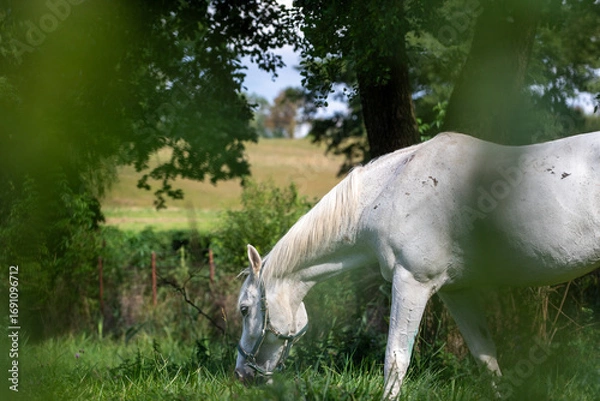 Fototapeta A majestic white horse grazes peacefully in a lush green pasture under the shade of a large tree.