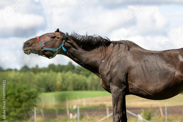 Fototapeta Dark horse shakes its head in a sunny field, trying to get rid of irritating flies around its face.