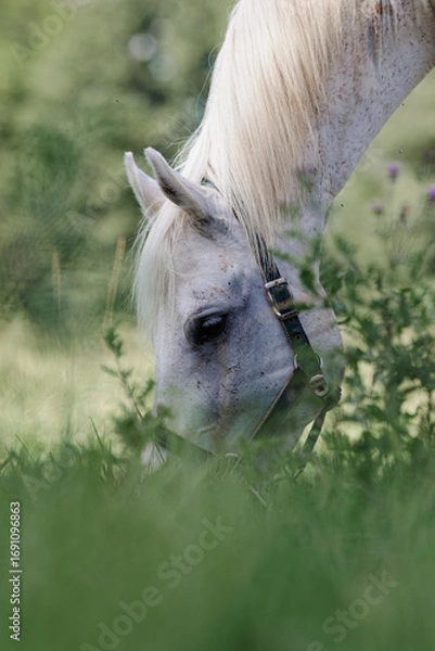 Fototapeta Close-up of a dappled grey horse grazing peacefully in a lush green field, focused on eating grass.