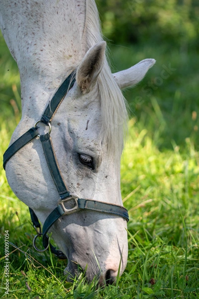 Fototapeta Close-up portrait of a light-colored horse grazing peacefully in a lush, green meadow on a sunny day.