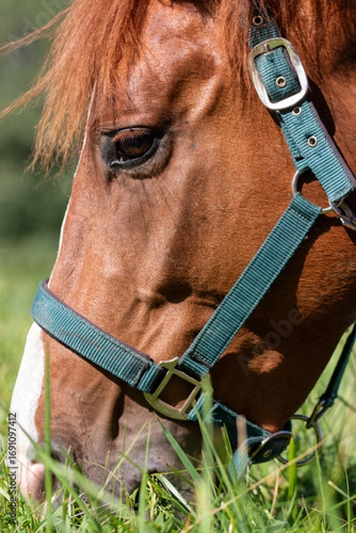 Fototapeta A close-up of a brown horse grazing on grass in a field with green straps and a white mark.