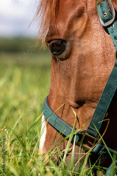 Fototapeta Close-up of a chestnut horse grazing in a lush green field, its eye and bridle in sharp focus.