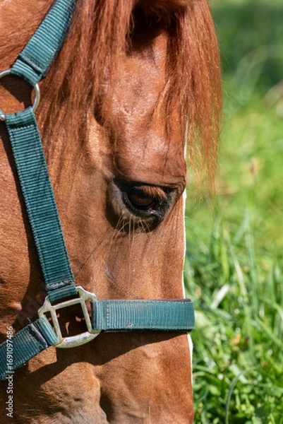 Fototapeta Close-up of a chestnut horse's eye and face, wearing a teal halter with green grass background.