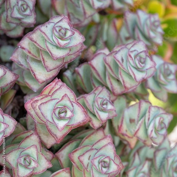 Obraz Unusual Crassula Perforata Azul stunning tropical succulent clump forming plant with triangle-shaped green and red leaves