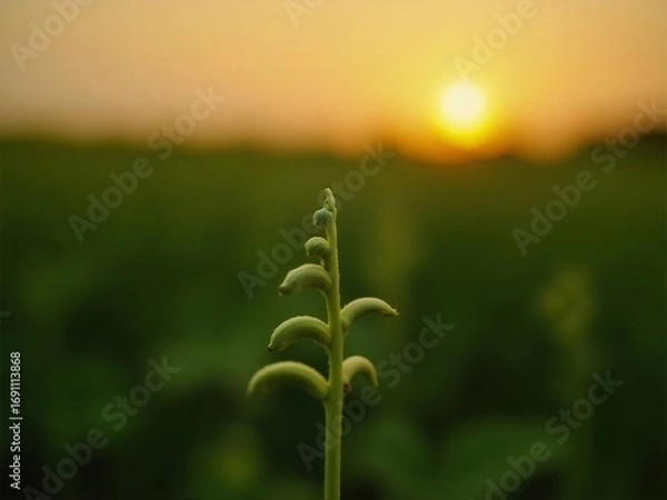Obraz 黄昏時の畑の緑の植物クローズアップ 農村の金色の夕日と緑の田んぼの風景