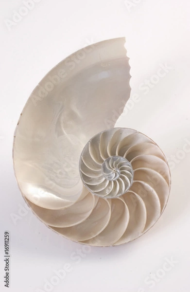 Obraz Nautilus_4