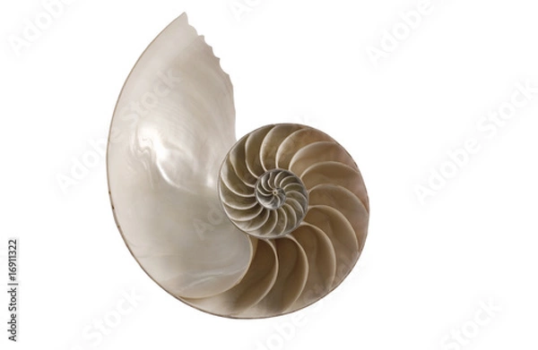 Obraz Nautilus_5