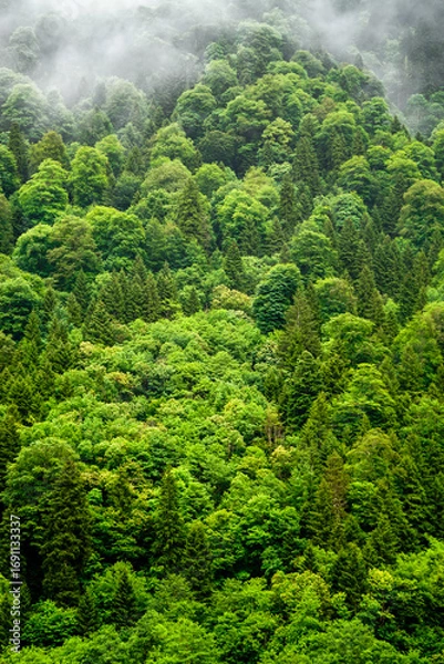 Obraz Stuning forest and river views of Karadeniz Black Sea region of Northern Turkey Camlihemsin Cat Village in Rize Turkey