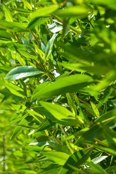 Fototapeta Background of green pointed leaves on young bush. Fresh bright vegetation. Selective focus.