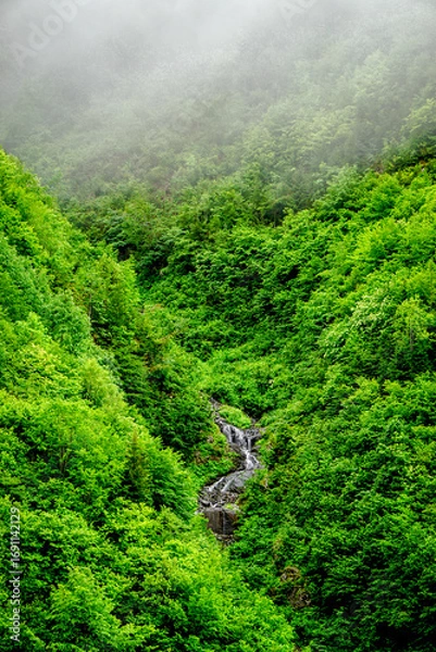 Obraz Stuning forest and river views of Karadeniz Black Sea region of Northern Turkey Camlihemsin Cat Village in Rize Turkey