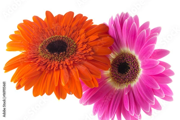 Obraz Gerbere rossa e fucsia