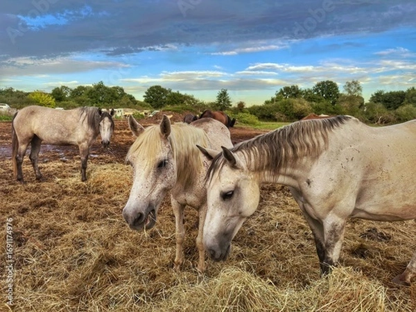 Obraz horses in the field