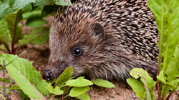 Fototapeta Сute hedgehog with spines