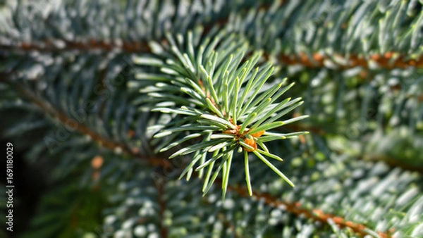 Fototapeta Macro green pine needles on a tree branch