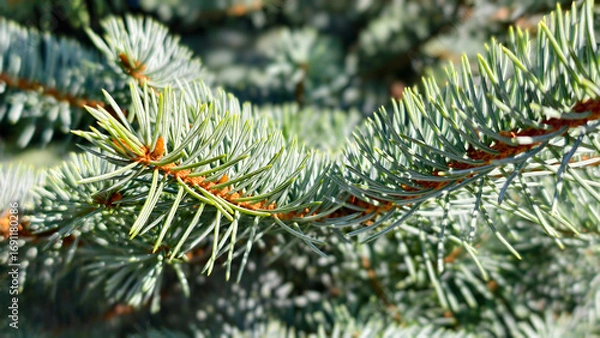 Fototapeta Macro green pine needles on a tree branch