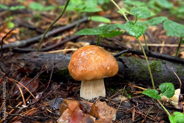 Obraz Beautiful mushroom in autumn forest, Boletus edulis family.