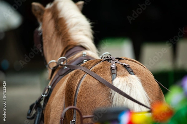 Fototapeta Palomino pony, view from carriage