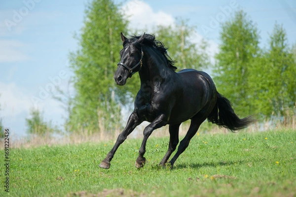 Fototapeta Beutiful black andalusian stallion