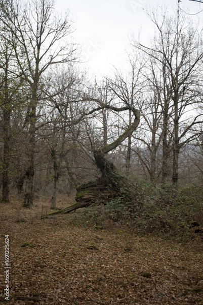 Fototapeta Landscape with beautiful fog in forest on hill or Trail through a mysterious winter forest with autumn leaves on the ground. Road through a winter forest. Magical atmosphere. Azerbaijan nature