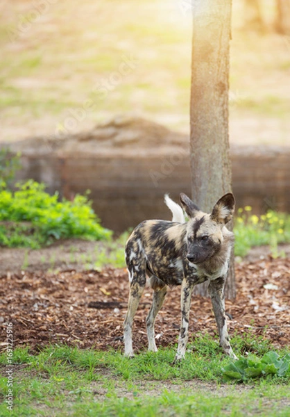 Fototapeta Portrait of an African Wild Dog, Lycaon pictus, painted dog, Cape hunting dog, animal of Africa