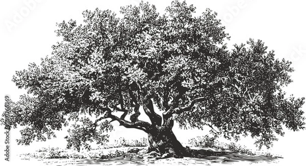 Fototapeta Botanical vector sketch hand drawn line art in landscape, large oak tree vintage engraving style — stock vector