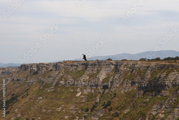 Fototapeta Buitre leonado sobrevolando un acantilado