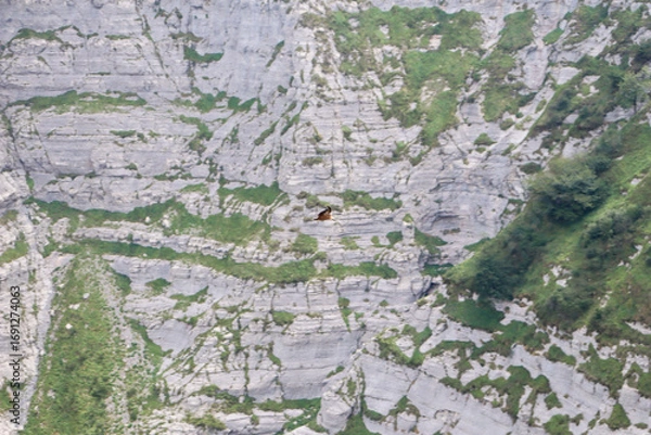 Fototapeta Buitre leonado sobrevolando un acantilado