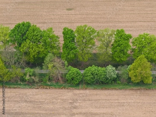 Fototapeta Luftbild einer Baumreihe, Bäume im Frühling zwischen Ackerflächen, Felder, Acker, Kulturlandschaft