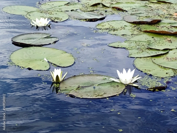 Fototapeta floating leaves and white flower water lily on lake water in summer