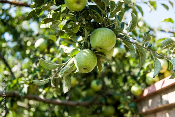 Fototapeta Green apples grow on apple tree branch with leaves under sunlight close-up