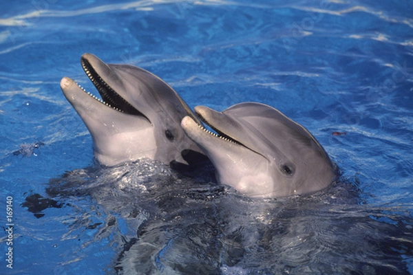 Obraz dauphins