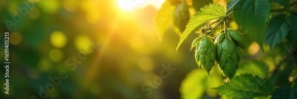 Obraz Golden sunlight streams through the leaves illuminating a bountiful harvest of ripe hops and barley, ready for brewing , season, agricultural field, harvest