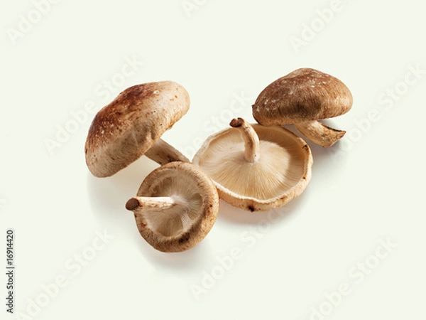 Obraz Shiitake Pilz