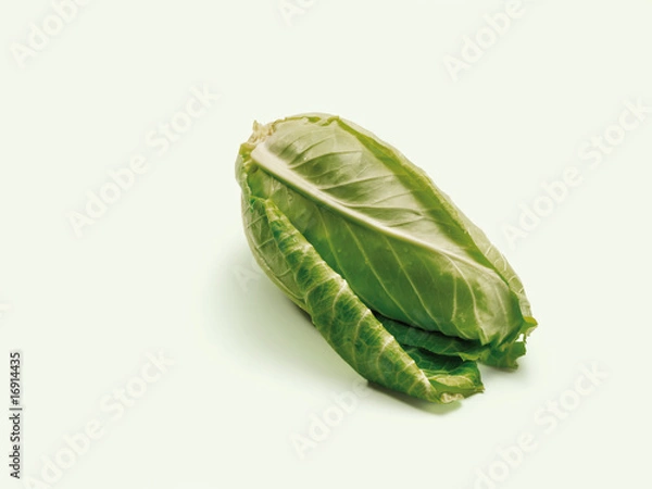 Obraz sweetheart cabbage, pointed cabbage (Spitzkohl)