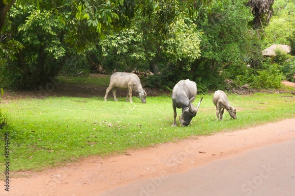 Obraz Cow with puppy and bull close to the road and rice field in vietnam